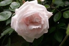Bloemen-104