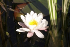Bloemen-114