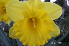 Bloemen-134