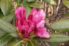 Bloemen-151