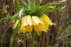 Bloemen-153