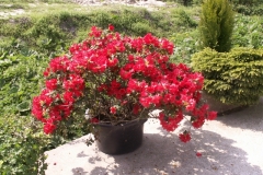 Bloemen-181