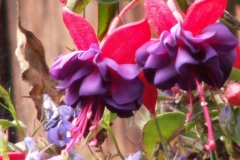 Bloemen-243