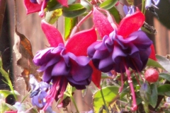 Bloemen-244