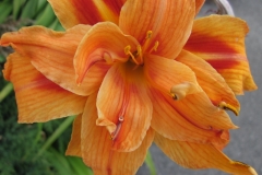 Bloemen-249