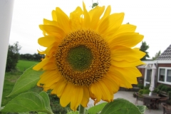Bloemen-261