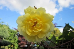 Bloemen-277