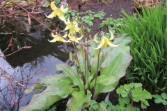 Bloemen-293