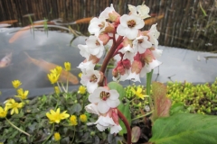 Bloemen-295