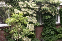 Bloemen-332
