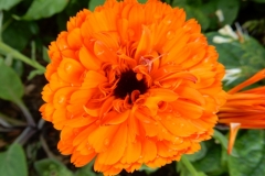 Bloemen-367-kopie