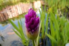 Bloemen-373