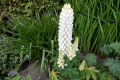 Bloemen-389