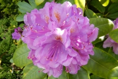 Bloemen-409-kopie