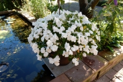 Bloemen-427