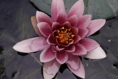Bloemen-44