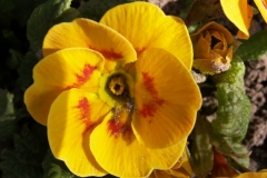 Bloemen-79