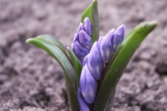 Bloemen-81