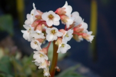 Bloemen-85
