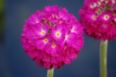 Bloemen-86