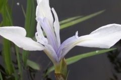 Bloemen-95