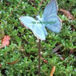 013* Bronzen vlinder op stok